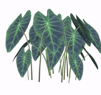 现代芭蕉叶su模型