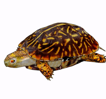 现代海龟su模型