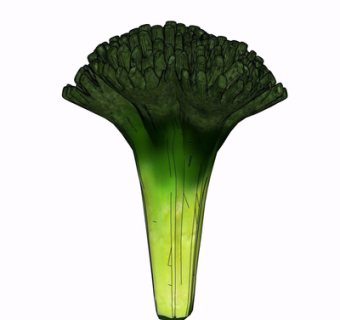 现代蔬菜su模型
