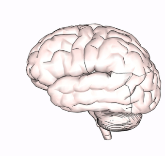 现代人类大脑摆件su模型