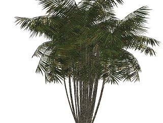 现代椰子树su模型