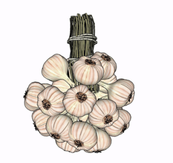 现代大蒜su模型