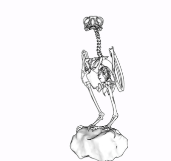 现代鸟类骨架摆件su模型