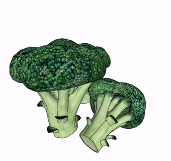 现代西兰花菜su模型