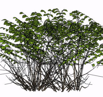 现代绿植su模型