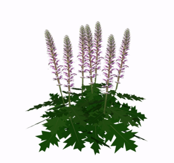 现代花草植物su模型