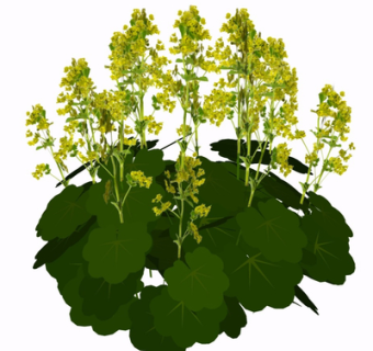 现代花草植物su模型