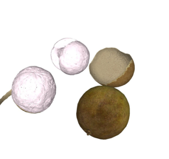 现代荔枝su模型