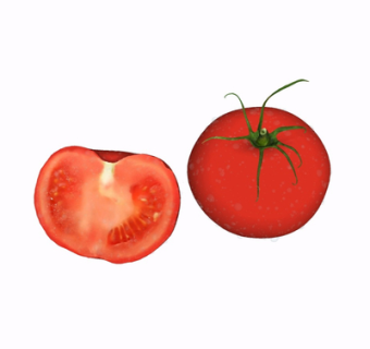 现代西红柿su模型