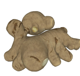 现代生姜su模型