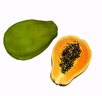 现代木瓜su模型