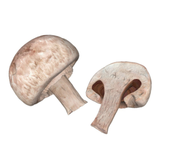 现代香菇su模型