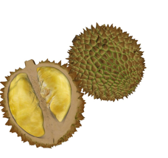 现代榴莲su模型