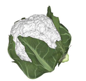 现代花菜su模型