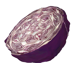 现代紫色卷心菜su模型