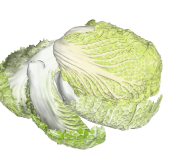 现代大白菜su模型