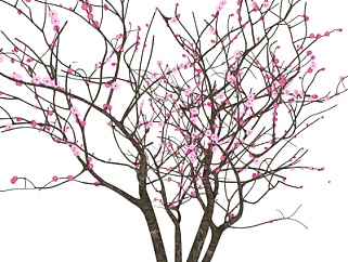 现代桃花树su模型