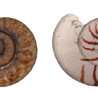 现代蜗牛雕塑摆件su模型