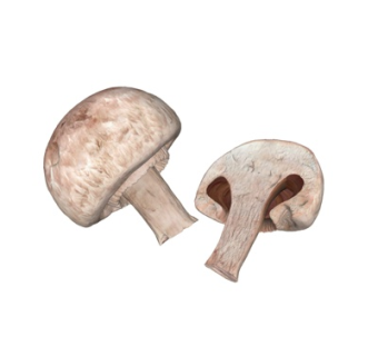 现代香菇su模型