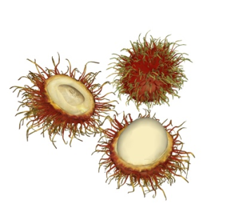 现代热带红毛丹su模型