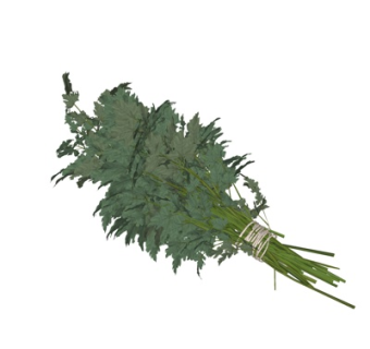 现代蔬菜su模型