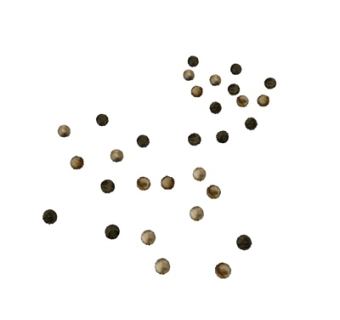 现代大蒜su模型