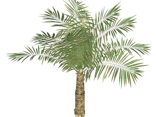 现代<em>棕榈</em>树su模型