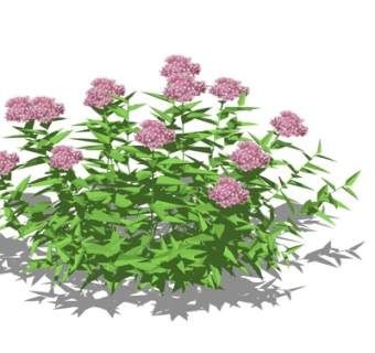 现代花草植物su模型