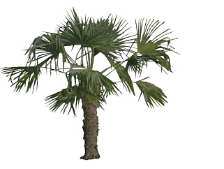 现代棕榈树su模型