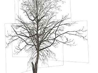 现代景观树su模型