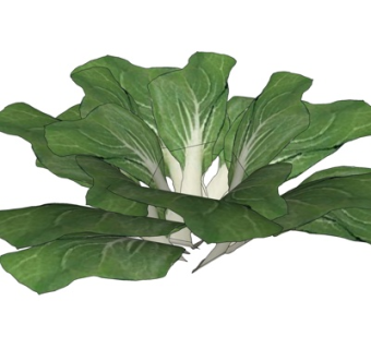 现代小白菜su模型