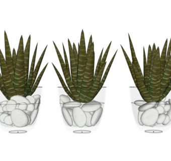 现代芦荟盆栽su模型