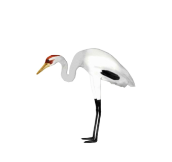 现代丹顶鹤su模型