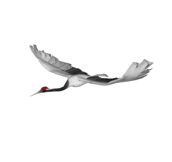 现代丹顶鹤su模型