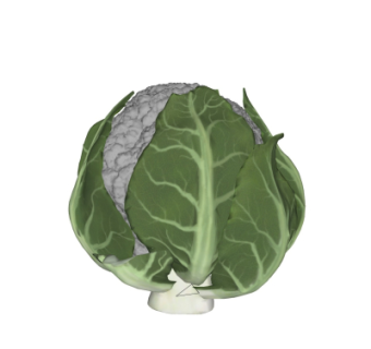 现代花菜su模型