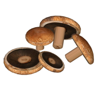 现代香菇su模型