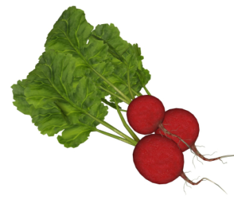 现代蔬菜su模型