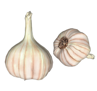 现代蔬菜su模型