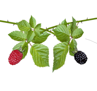 现代水果su模型