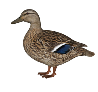 现代鸭子su模型