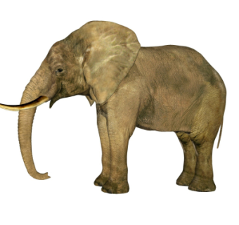 现代大象su模型
