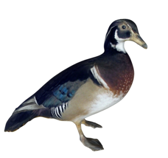 现代鸭子su模型