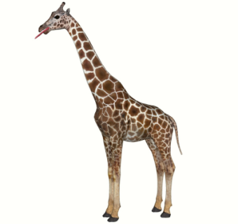 现代长颈鹿su模型