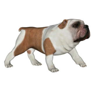 现代狗su模型