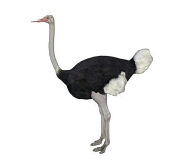 现代鸵鸟su模型