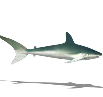 现代鲨鱼su模型