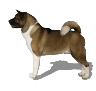 现代狗su模型