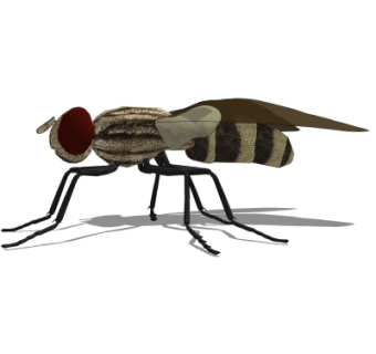 现代蜜蜂su模型