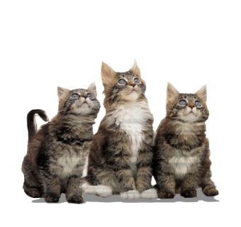 现代2d小猫组件su模型