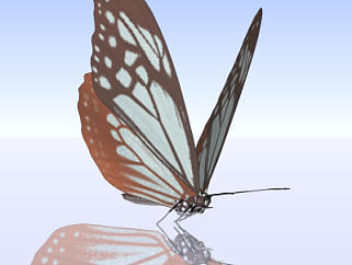 现代蝴蝶su模型